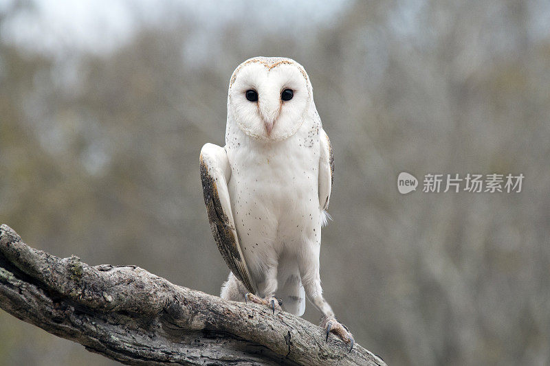 普通仓鸮(Tyto alba)